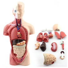 TUNK ANATOMY 12022 Plastic 15 Parts , 26cm Medical Human Body Mini Torso Anatomy Models